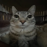 Cat totem sound Cat totem sound