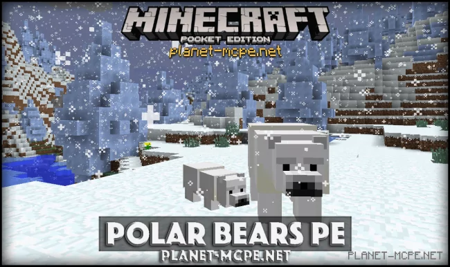 Polar Bears PE