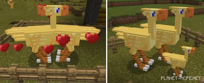 Chocobos