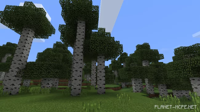 Rare tall birch forest [1.0/0.17.0]