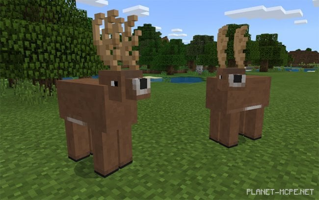 AnimaCraft