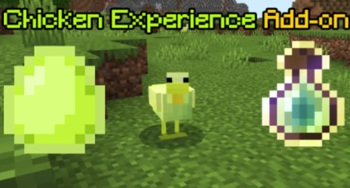 Chicken Experience