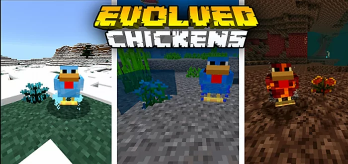 Evolved Chickens