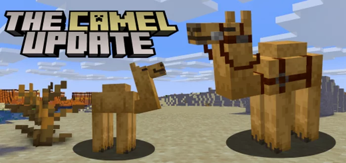 Camels