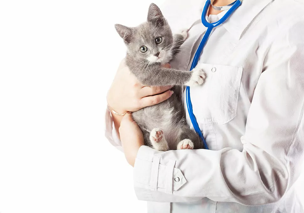 Sterilized Cat Care Guide: What You Need to Know