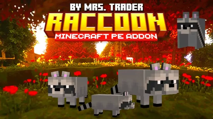 Raccoons