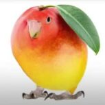 The Mango Bird The Mango Bird